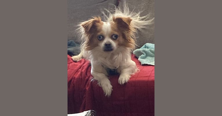 Rooster, a Chihuahua and Pekingese mix tested with EmbarkVet.com