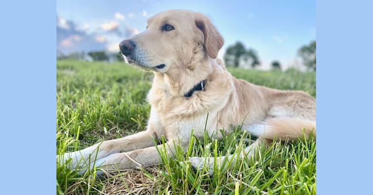 Thor, a Golden Retriever and Brittany mix tested with EmbarkVet.com