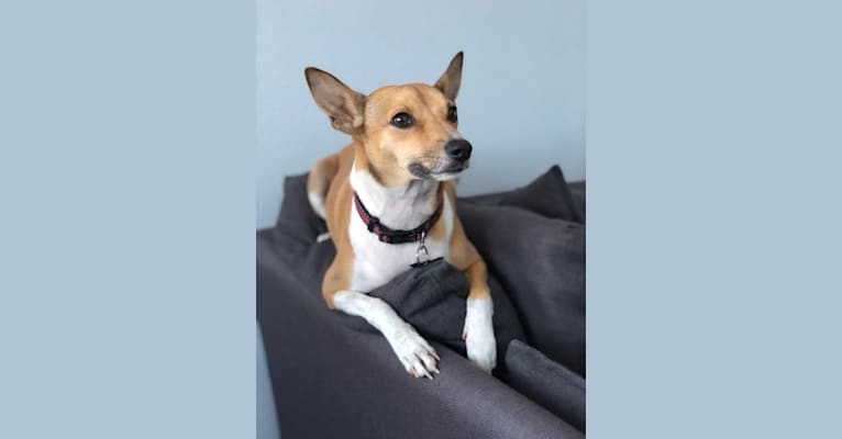 Bruno, a Basenji and American Pit Bull Terrier mix tested with EmbarkVet.com