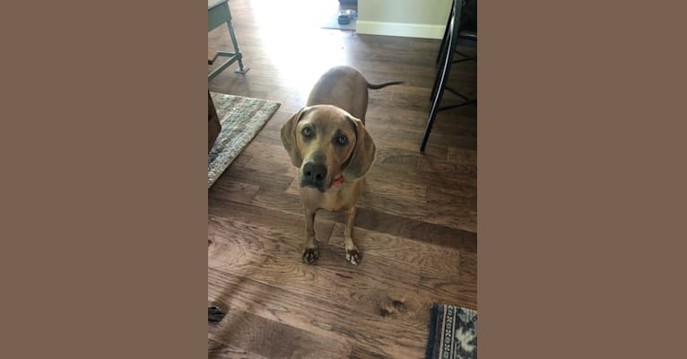 Jasper, a Redbone Coonhound tested with EmbarkVet.com