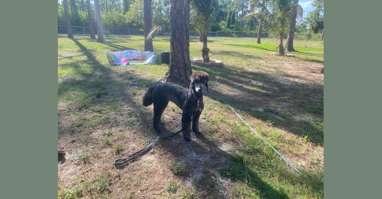 Photo of Sushi, a Poodle (Standard)  in Lehigh Acres, Florida, USA