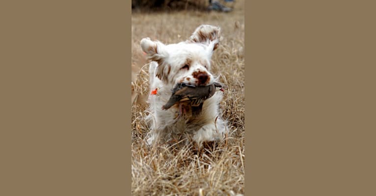 Jackson, a Clumber Spaniel tested with EmbarkVet.com