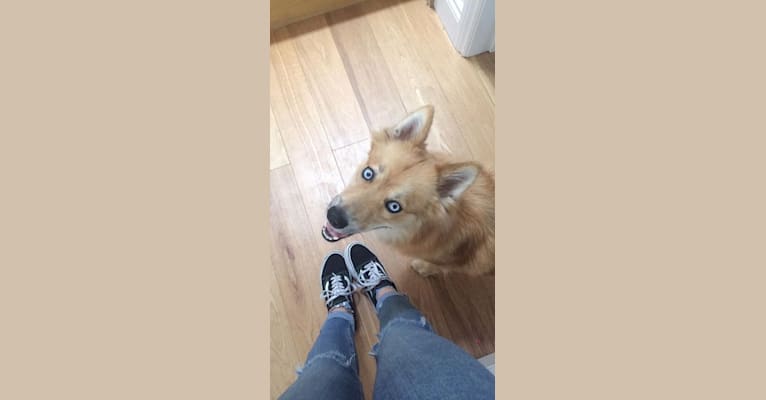 Lexi, a Siberian Husky and Pomeranian mix tested with EmbarkVet.com