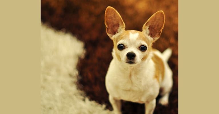 Littles Miniko, a Chihuahua tested with EmbarkVet.com