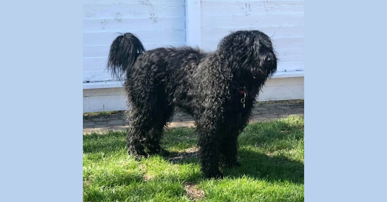 SATCHEL PAIGE, a Black Russian Terrier tested with EmbarkVet.com