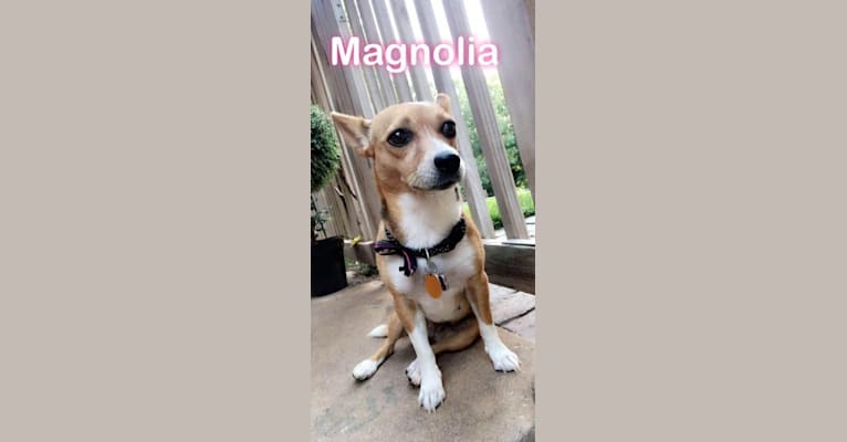 Photo of Magnolia May, a Pembroke Welsh Corgi, Chihuahua, Yorkshire Terrier, and Pomeranian mix in Enid, Oklahoma, USA