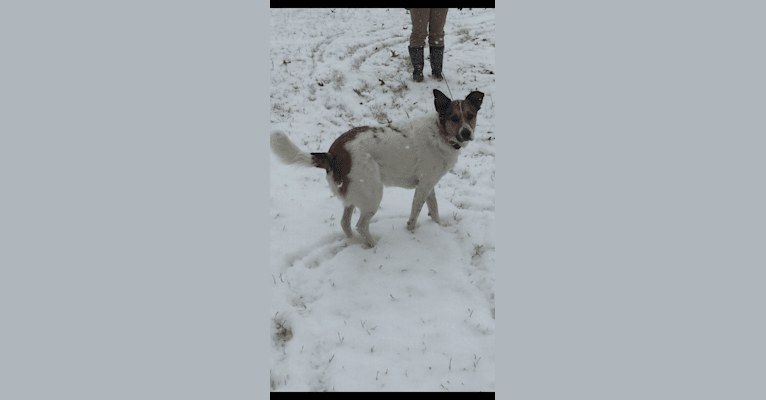 Charlie, a German Shepherd Dog and Labrador Retriever mix tested with EmbarkVet.com