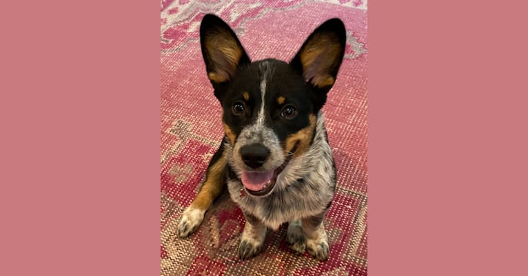 We DNA Tested Our “Purebred” Dog  Embark Dog DNA Review – Navy Corgi