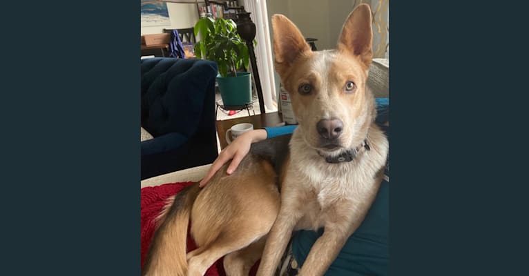 Embark Dog DNA Test Breed