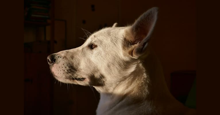 Photo of Suri, a Canaan Dog  in Alvesta, Schweden