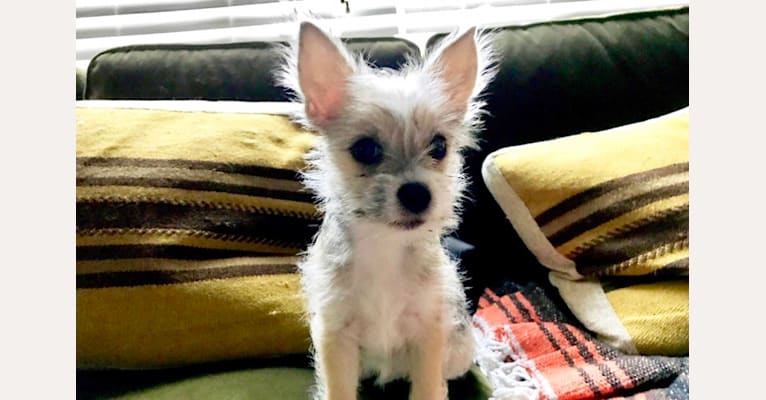 willie, a Chihuahua and Chinese Crested mix tested with EmbarkVet.com
