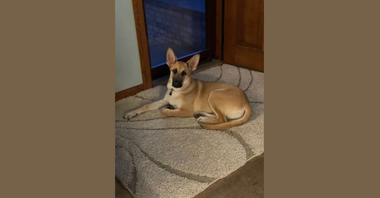 Loki, a Belgian Malinois and German Shepherd Dog mix tested with EmbarkVet.com
