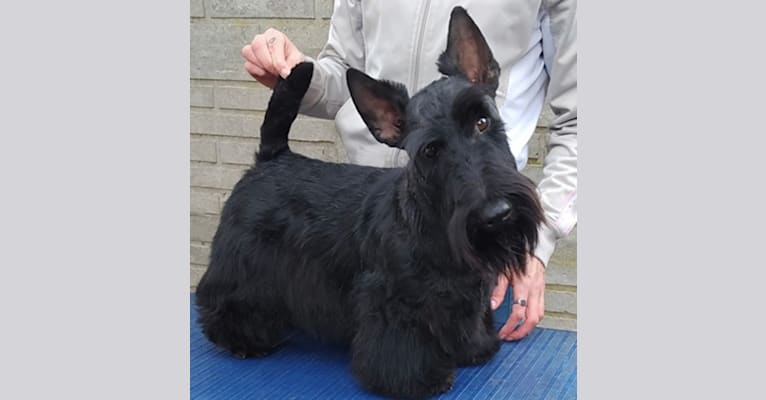 Call To Glory Night Lord Bjorn, a Scottish Terrier tested with EmbarkVet.com