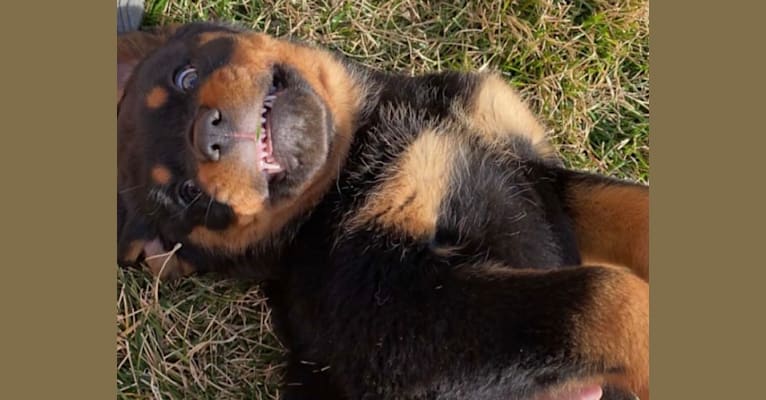 Lochavens Oakley, a Rottweiler tested with EmbarkVet.com