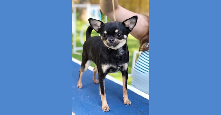 KiKi, a Chihuahua tested with EmbarkVet.com