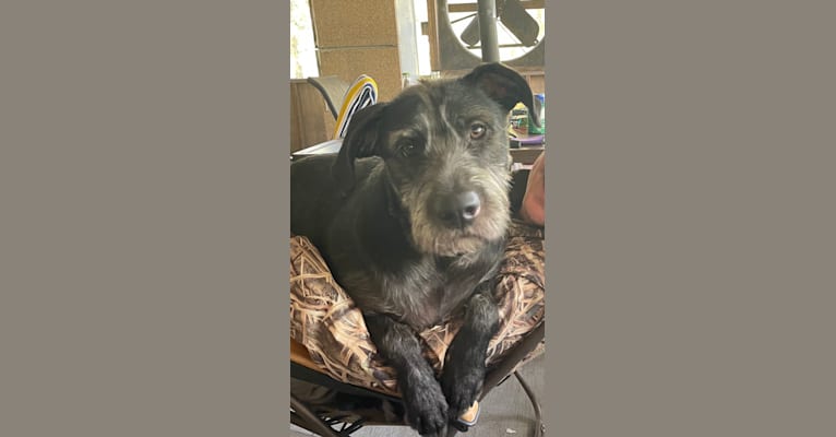 Wrigley, an American Pit Bull Terrier and Poodle (Standard) mix tested with EmbarkVet.com