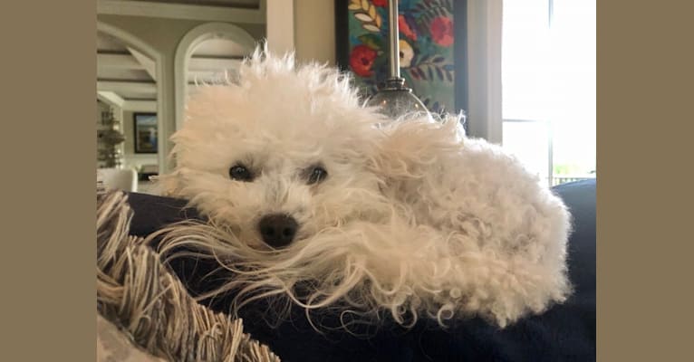 Peyton, a Poodle (Small) tested with EmbarkVet.com