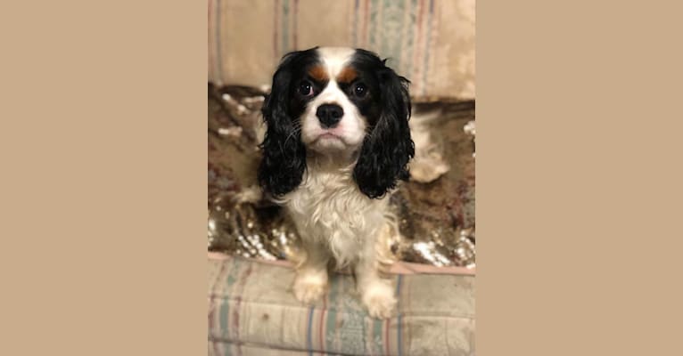 Augie, a Cavalier King Charles Spaniel tested with EmbarkVet.com