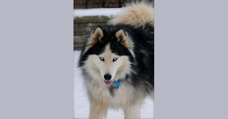 Zoe, a Siberian Husky tested with EmbarkVet.com