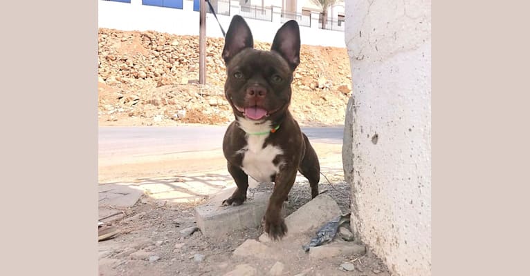 Photo of Kiki, a French Bulldog, Chihuahua, Pekingese, and Mixed mix in Oman