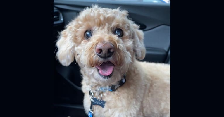 Cocomelon, a Poodle (Small) and Lhasa Apso mix tested with EmbarkVet.com
