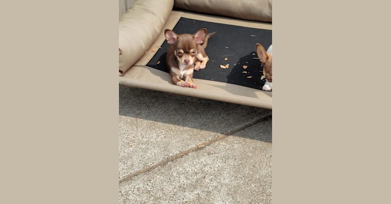 Hazel, a Chihuahua tested with EmbarkVet.com