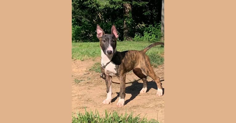 Serendipity, a Bull Terrier tested with EmbarkVet.com