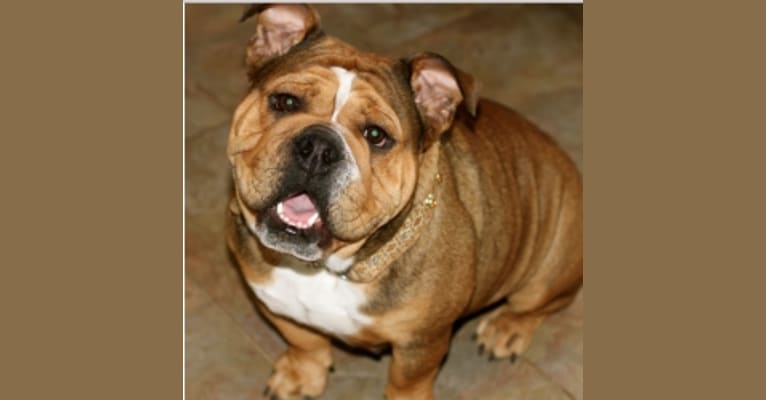 Twix, a Bulldog tested with EmbarkVet.com