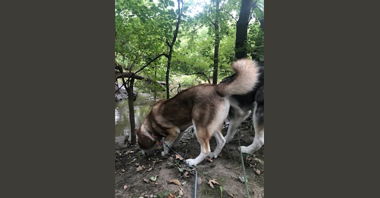 Asha, a Siberian Husky and German Shepherd Dog mix tested with EmbarkVet.com