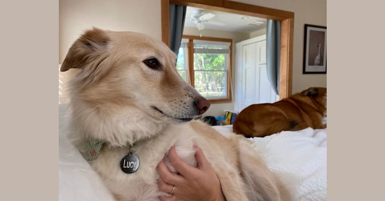 Lucy, a Labrador Retriever and German Shepherd Dog mix tested with EmbarkVet.com