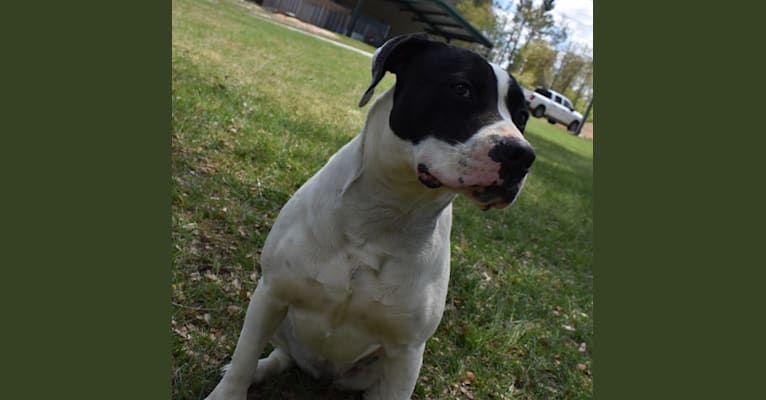 Photo of Asha, an American Bulldog  in Tallahassee, Florida, USA