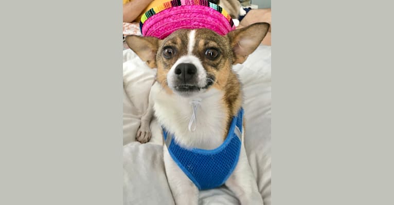 Dallas, a Pomeranian and Chihuahua mix tested with EmbarkVet.com