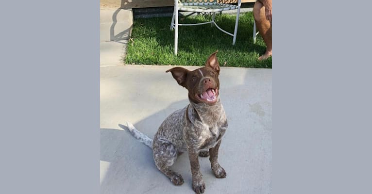 Photo of Ginger, an American Pit Bull Terrier and Australian Cattle Dog mix in Valley Center, California, USA