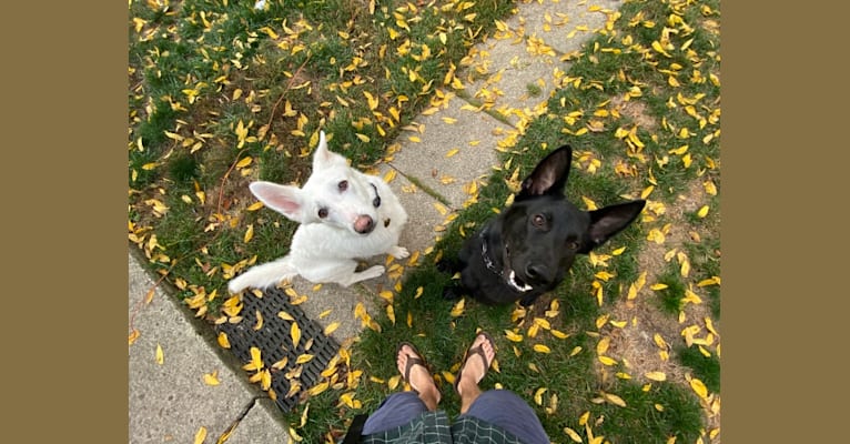 Lawine, a German Shepherd Dog tested with EmbarkVet.com