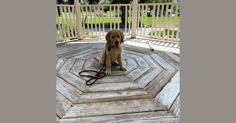 Echo, a Golden Retriever and Labrador Retriever mix tested with EmbarkVet.com