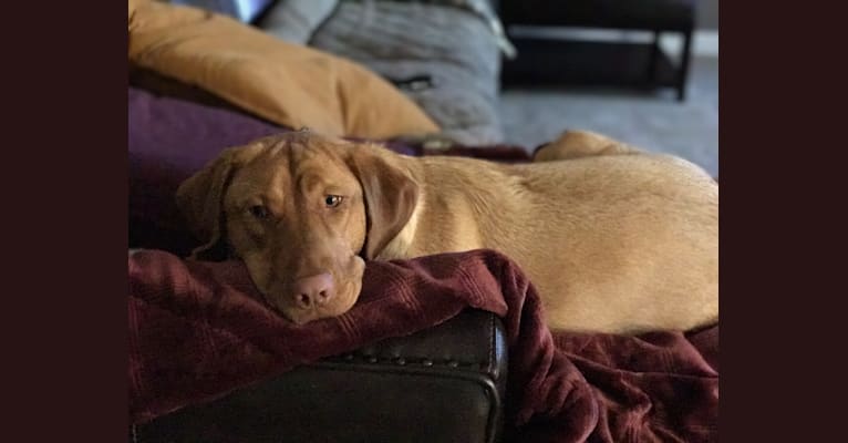 Lola, a Labrador Retriever tested with EmbarkVet.com