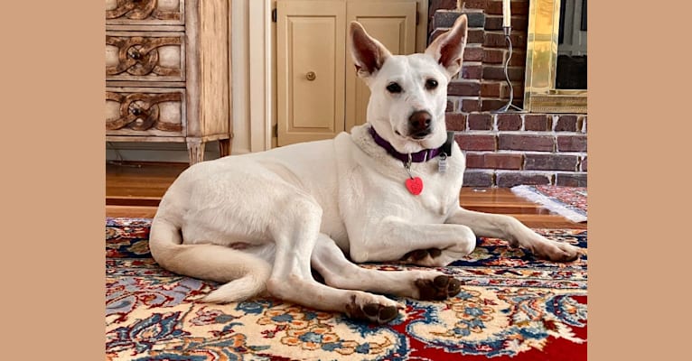 Amal (Hope), a Northern East African Village Dog tested with EmbarkVet.com