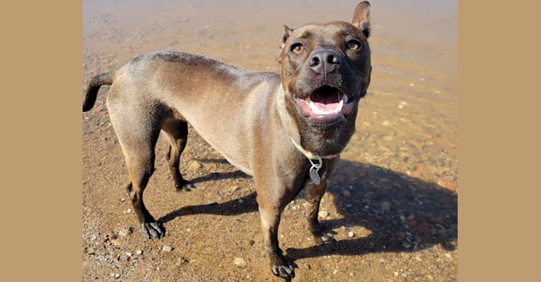 Photo of Penny, an American Pit Bull Terrier, Australian Cattle Dog, Golden Retriever, Border Collie, and Mixed mix in Arkansas, USA