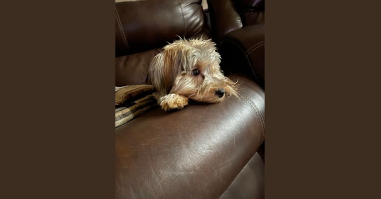 Photo of Baxter, a Yorkshire Terrier  in New Mexico, USA