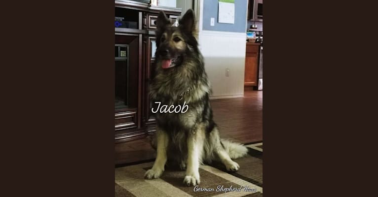 Dynamic Jacob Of Steel Cross, a German Shepherd Dog tested with EmbarkVet.com