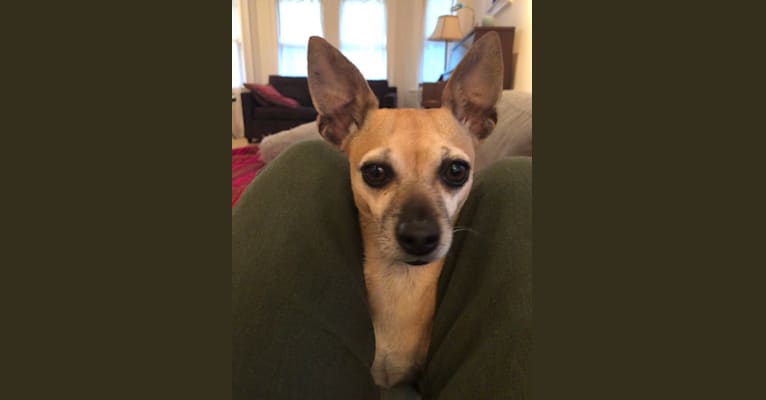 Bella, a Chihuahua and Miniature Pinscher mix tested with EmbarkVet.com