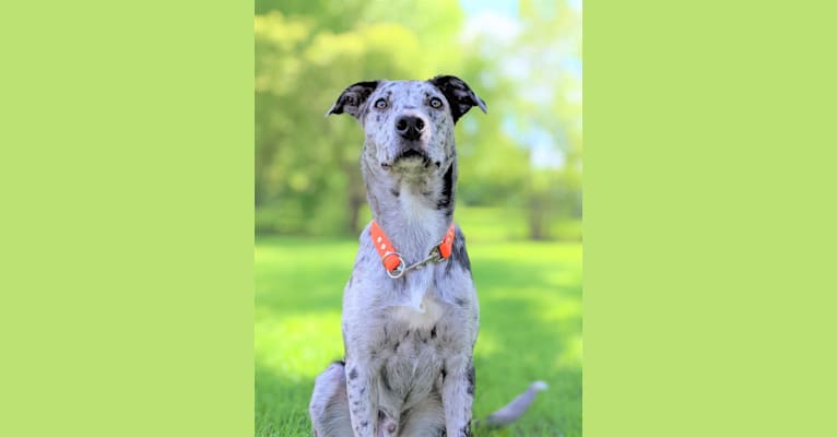 Photo of Livin' Wild's Truth Be Told - Frankly, a Border Collie, Whippet, and Mixed mix in St Clair, MO, USA
