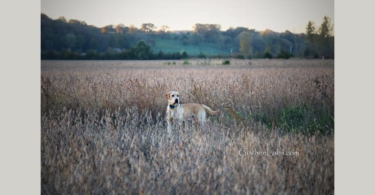 Bo, a Labrador Retriever tested with EmbarkVet.com