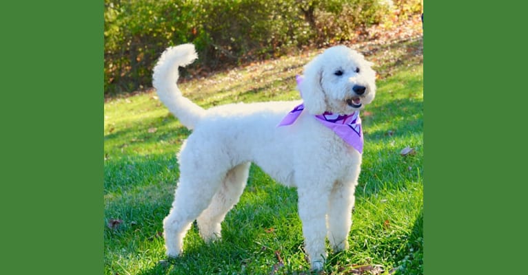Lykeable Farm's Zubilation Vita, a Goldendoodle tested with EmbarkVet.com