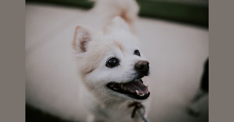 Coco, a Pomeranian tested with EmbarkVet.com