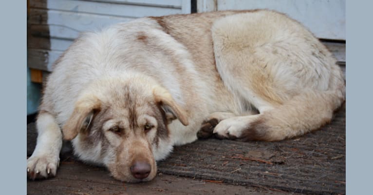 Photo of Lotus, a German Shepherd Dog, Alaskan Malamute, and Irish Wolfhound mix in DireWolf Dogs of Vallecito, LLC, Washington 25, Fruitland, WA, USA