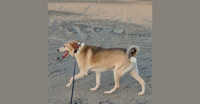 Johnny, a Middle Eastern Village Dog tested with EmbarkVet.com