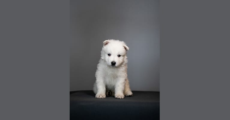 Indy, a White Shepherd tested with EmbarkVet.com