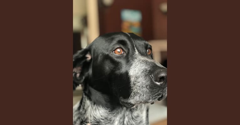 Aspen, a Labrador Retriever and German Shepherd Dog mix tested with EmbarkVet.com