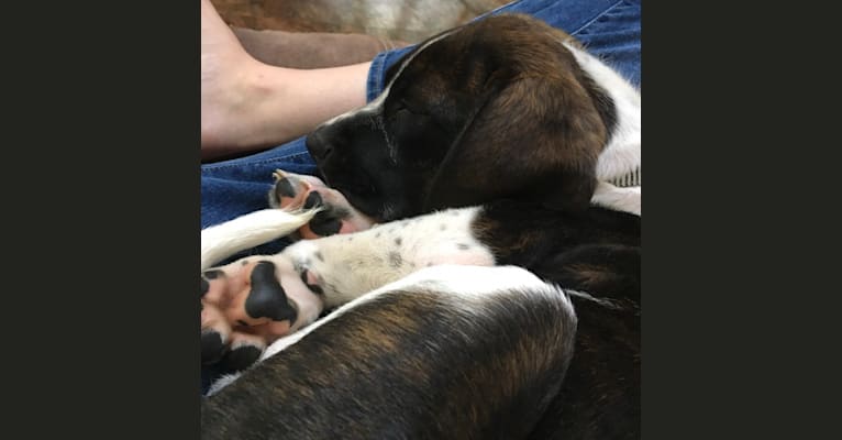 Smudge, a Golden Retriever and Boston Terrier mix tested with EmbarkVet.com